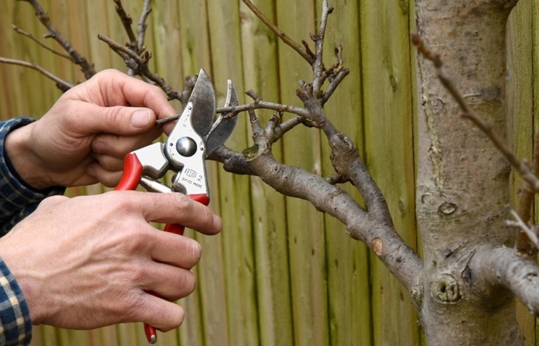 Herfst snoeien van appelbomen