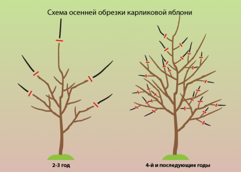 Scheme ng taglagas pruning dwarf apple tree