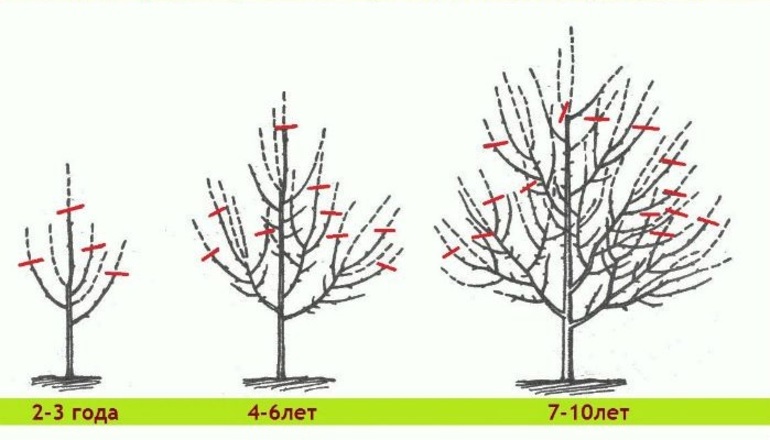 Ang scheme ng pruning ng taglagas ng taglagas