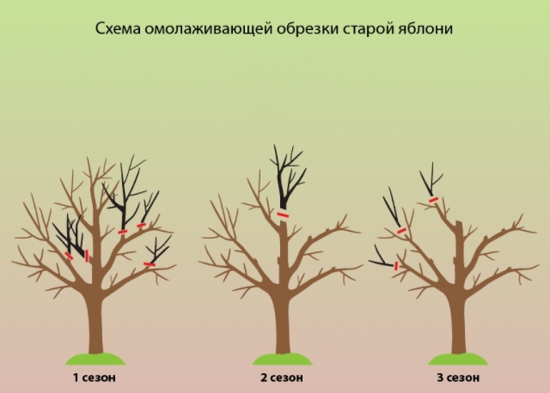 Scheme ng anti-Aging pruning ng isang lumang puno ng mansanas