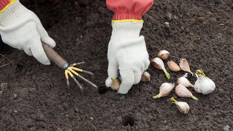  når du skal plante hvitløk om vinteren