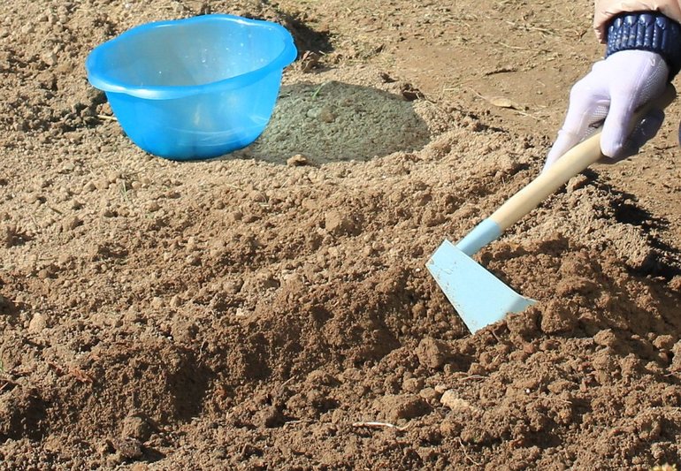 Hvitløkplanting om høsten