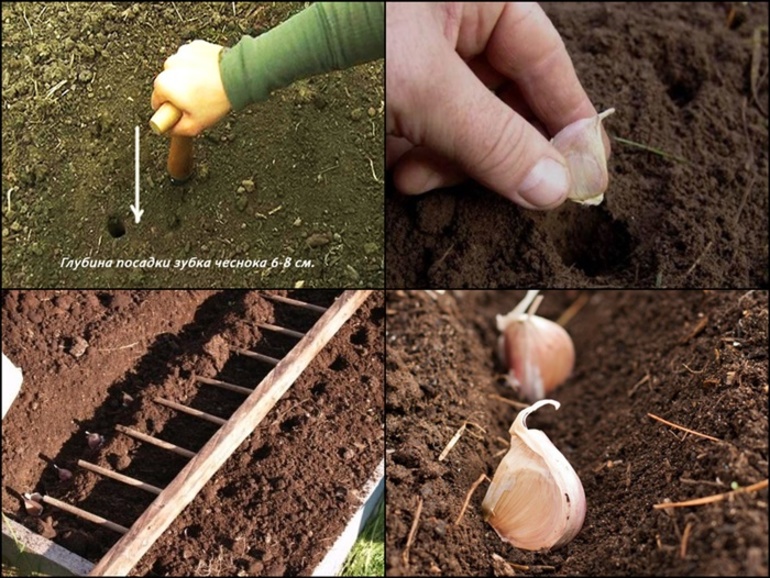  knoflook planten voor de winter