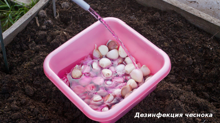  knoflook in de herfst planten voor de winter