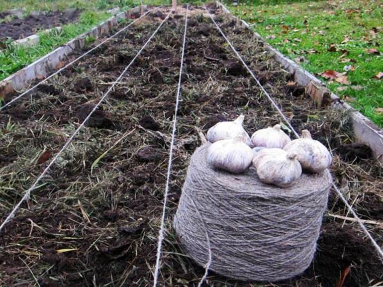  hvordan du planter hvitløk for vinteren riktig