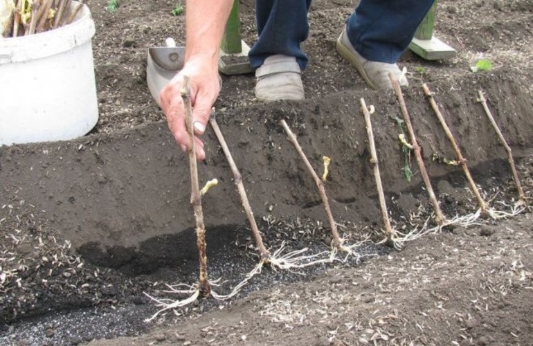 Druivenstekken planten in de grond