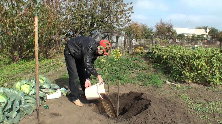 De voordelen van het planten van appelbomen in de herfst