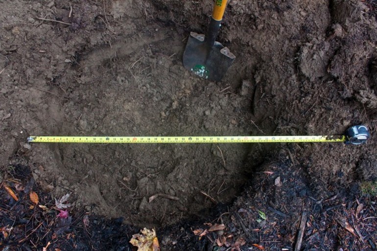 Høstens epletreplanting