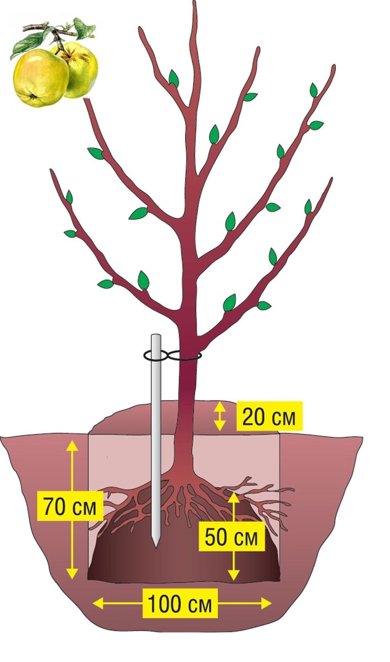 De nadelen van herfstplanten van appelbomen