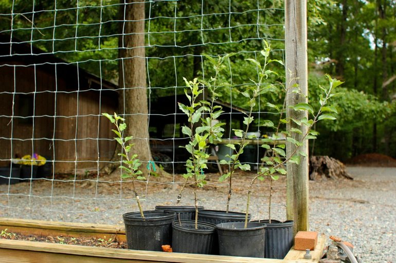 Voor- en nadelen van herfstplanten van appelbomen