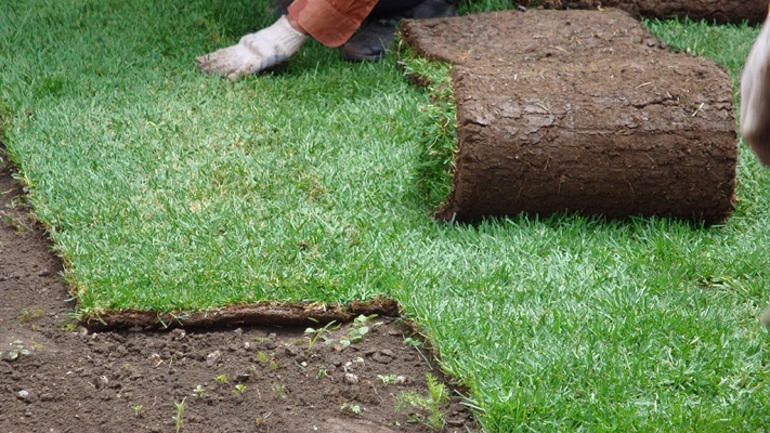 De procedure voor het planten van een appelboom