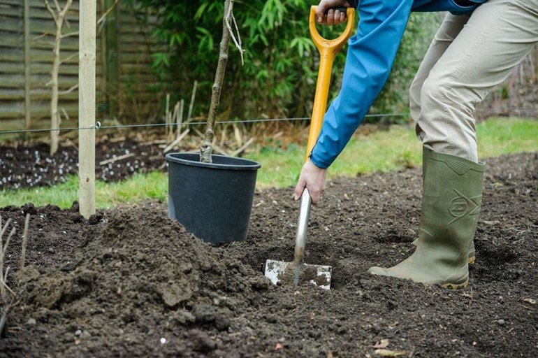 Å plante epletrær i åpen mark