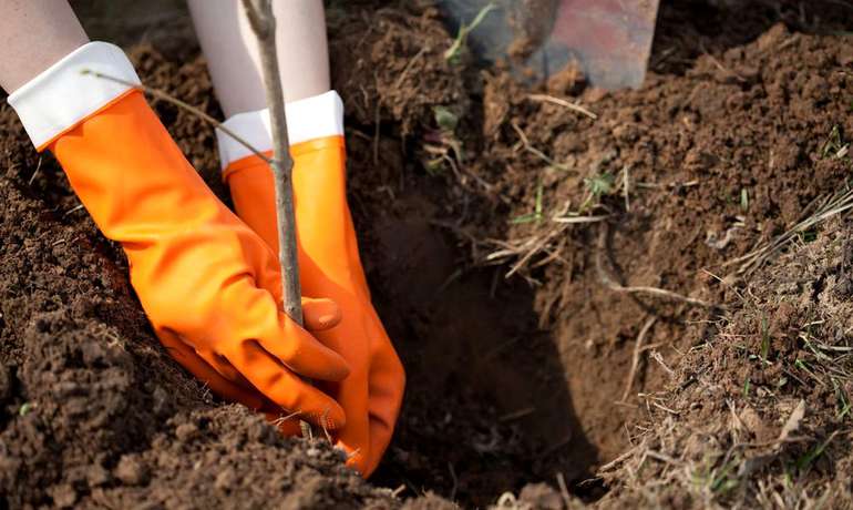 Mogelijke fouten bij het planten van een appelboom