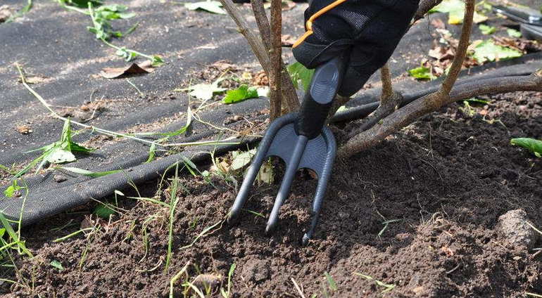 Paghahanda ng mga currant bushes para sa taglamig