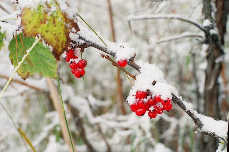 Forberede rips til vinter