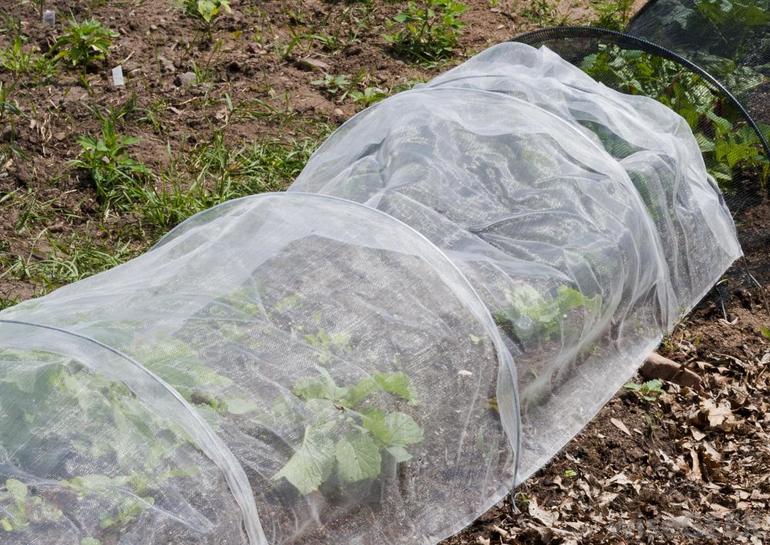 Hoe aardbeien te bedekken voor de winter