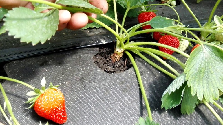 Ang pagtutukoy ng mga strawberry sa hardin