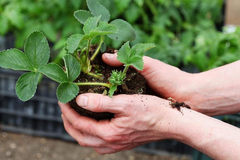 Herfsttransplantatie van aardbeistruiken