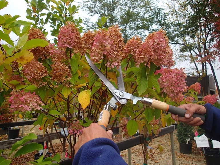 Regels voor het snoeien in de herfst