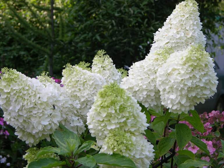 Panicle hydrangea