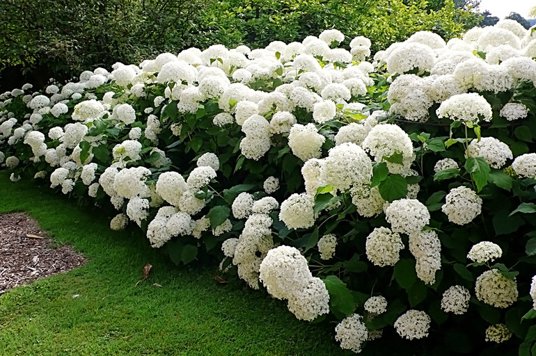 Punong hydrangea