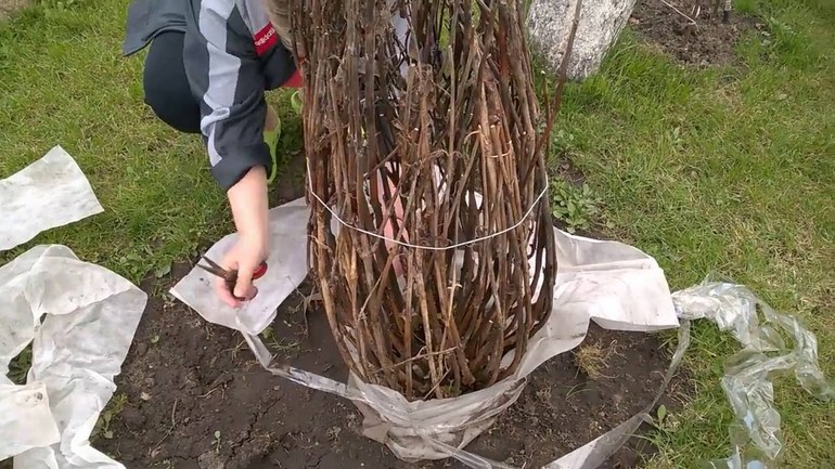 Konstruksyon ng Hydrangea Shelter