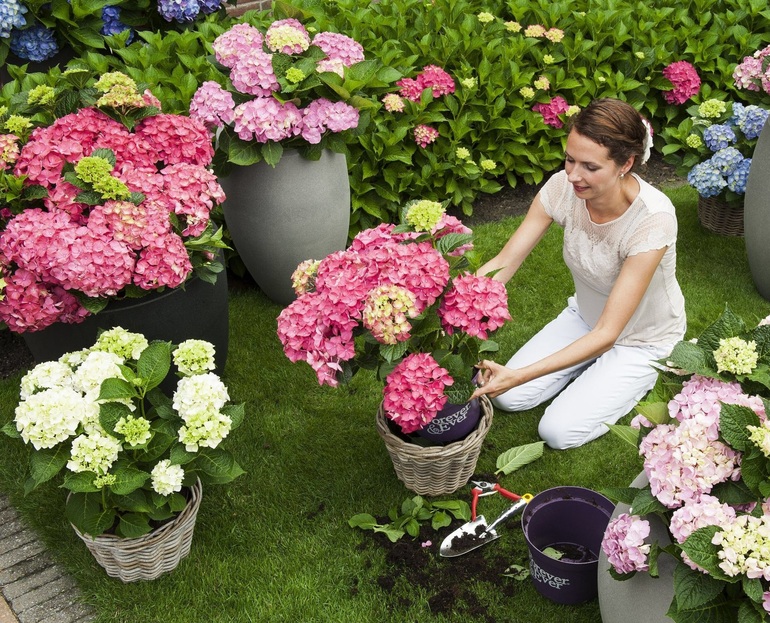 Een plaats kiezen om hortensia's te planten