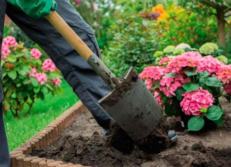 Regels voor het planten van hortensia