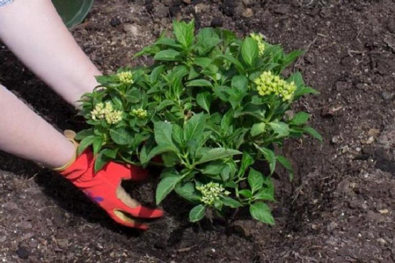 Kenmerken van hortensia zorg