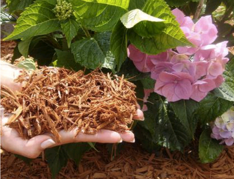 Forbereder hortensia for vinteren