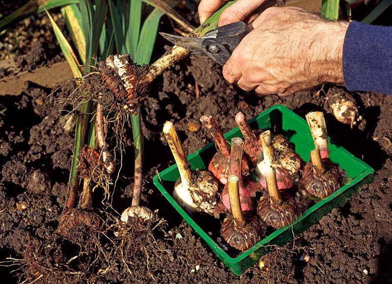 Grave gløtter av gladioli