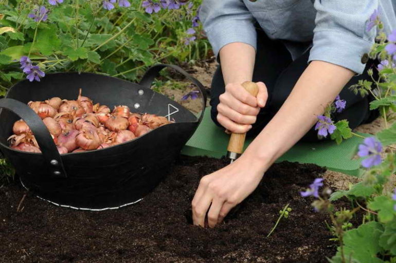 Pæreplanting av gladioli