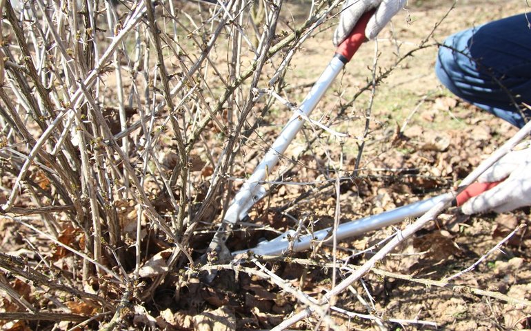 Pruning shrubs sa taglagas