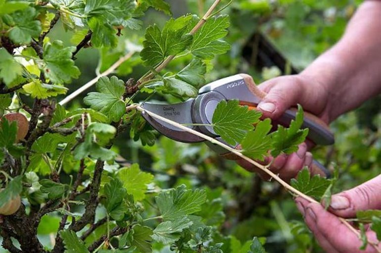 Pruning ng shrub