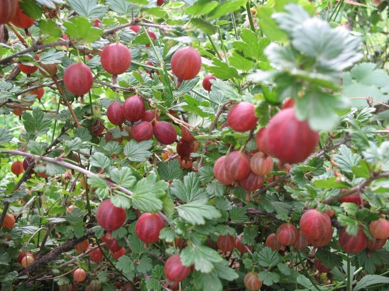 Kruisbes zorg in de herfst en lente