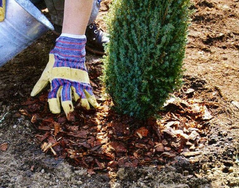 Thuja transplanterer om høsten til et nytt sted