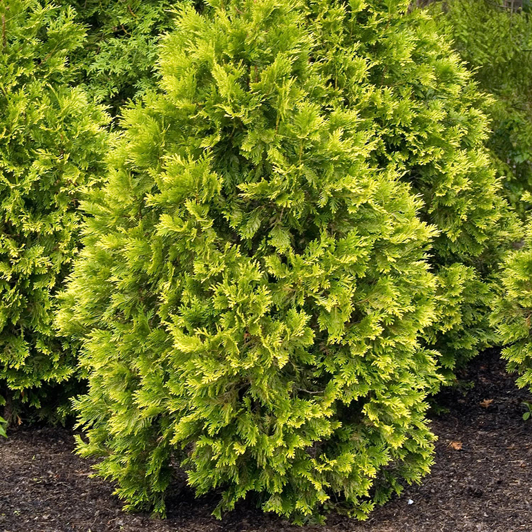 Perennial thuja tree