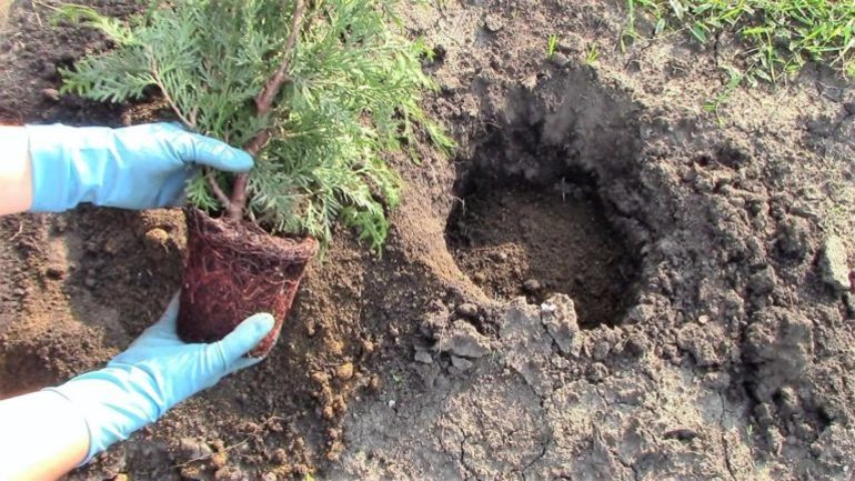 Kapag maaari kang mag-transplant thuja sa taglagas,