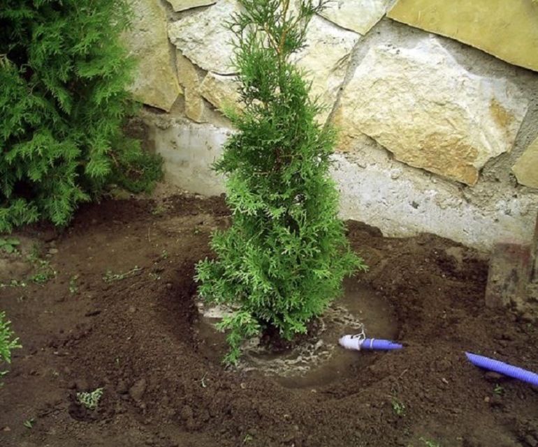 Water geven thuja na transplantatie