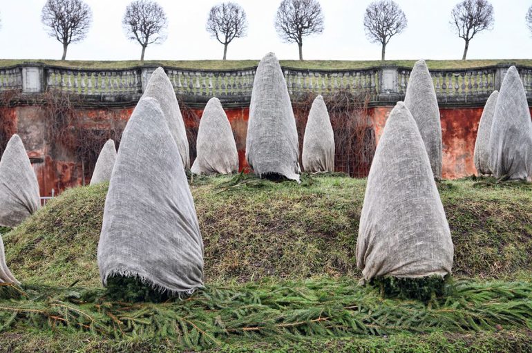 Thuja zich voorbereiden op de winter