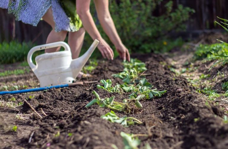 Hoe aardbeien in de herfst te verplanten