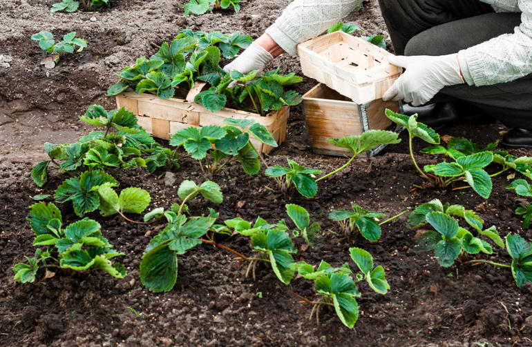 Wanneer aardbeien in de lente of herfst te verplanten