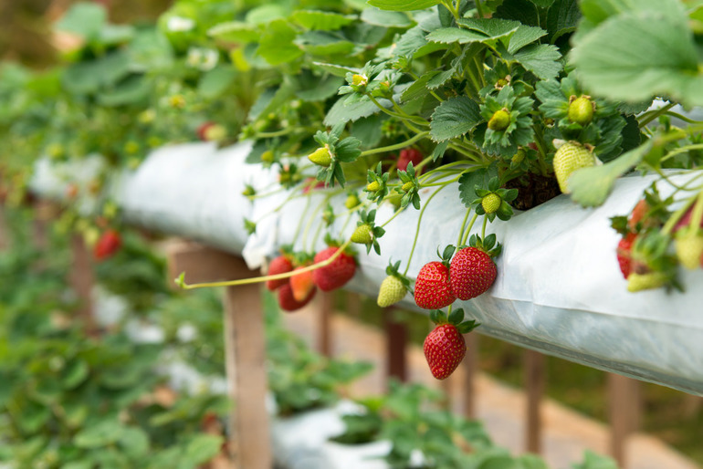 Hoe aardbeien in de herfst te verplanten