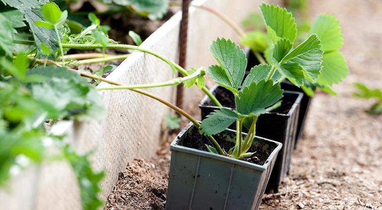 Autumn Strawberry Transplant