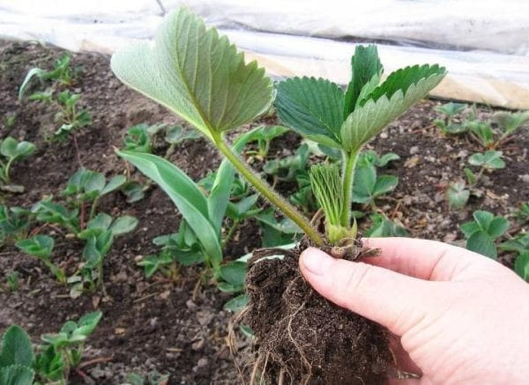 Kailan ako makakapag-transplant ng mga strawberry