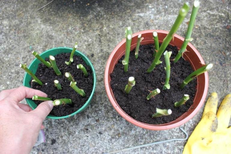 Stekken planten in de herfst