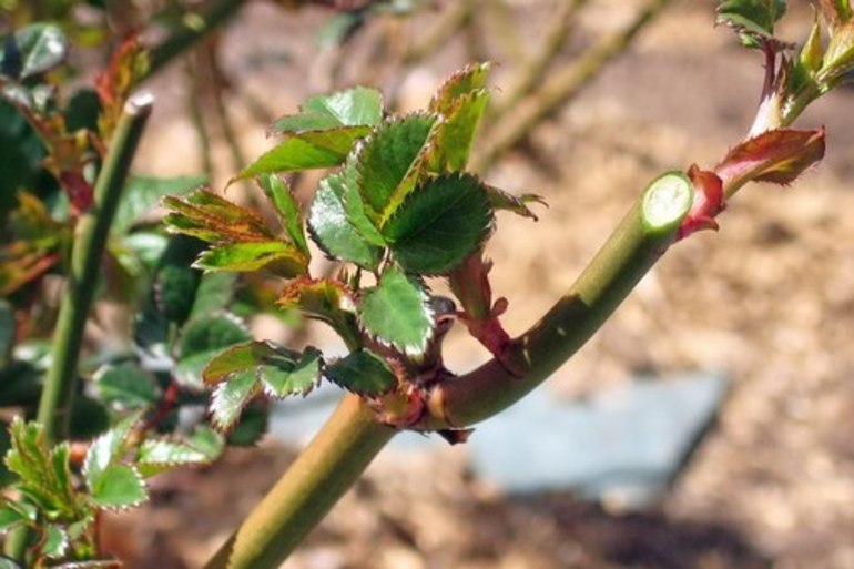 Pruning rosas para sa taglamig