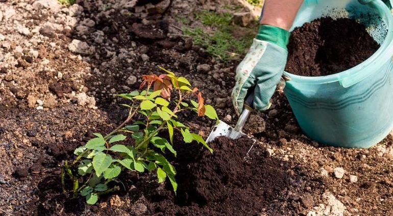 Paano mag-prune ng rosas para sa taglamig