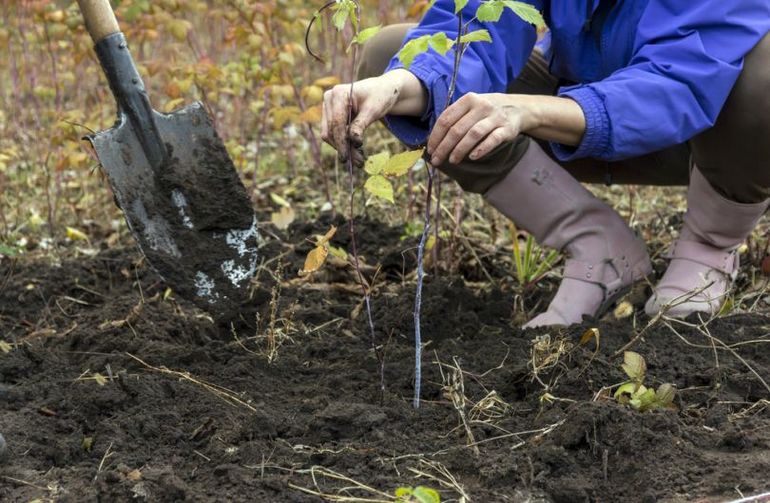  wanneer frambozen te planten in de lente of herfst