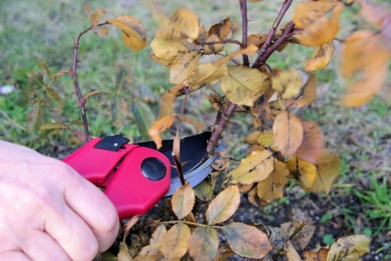 Hvordan tilberede roser til vinteren